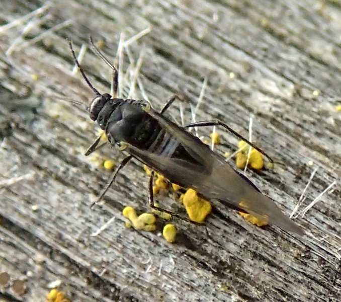Anoecia corni (Aphididae)